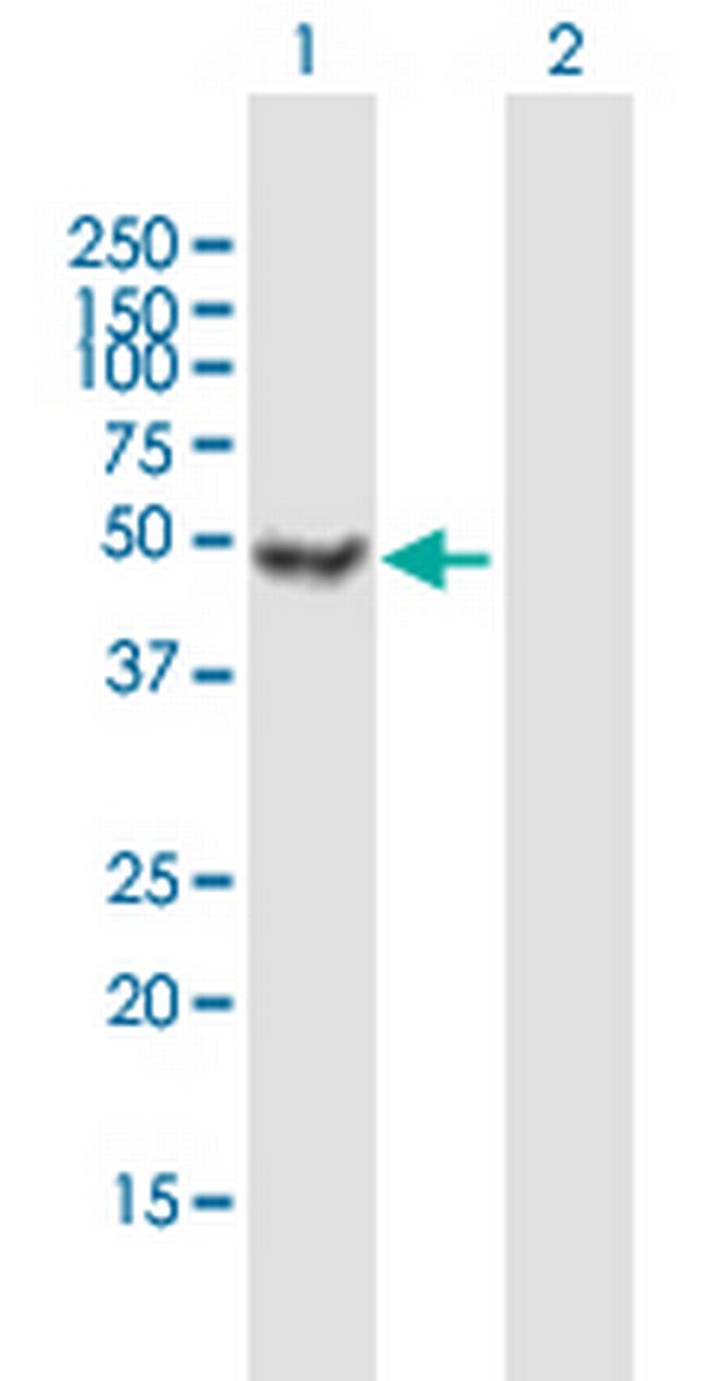 ATXN10 Antibody in Western Blot (WB)