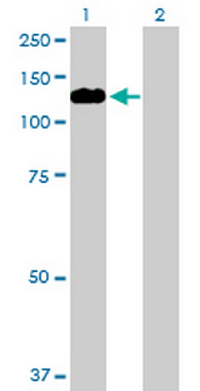 MYRIP Antibody in Western Blot (WB)