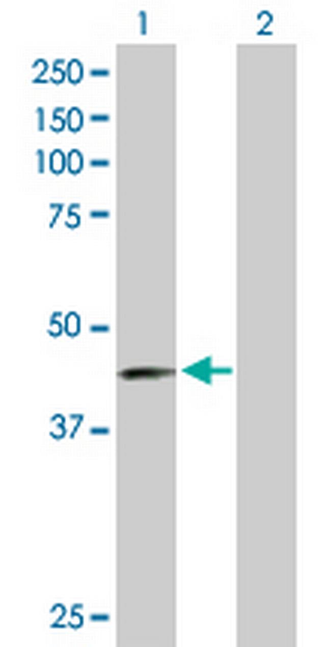 PVRL3 Antibody in Western Blot (WB)