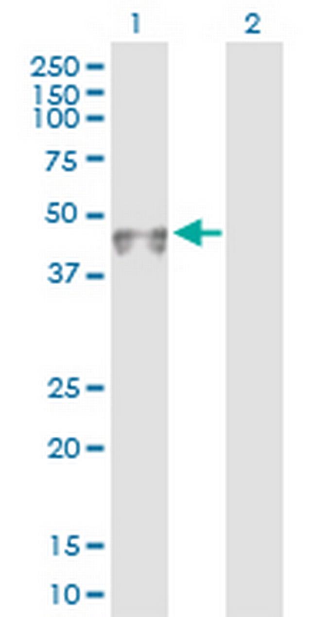 PVRL3 Antibody in Western Blot (WB)