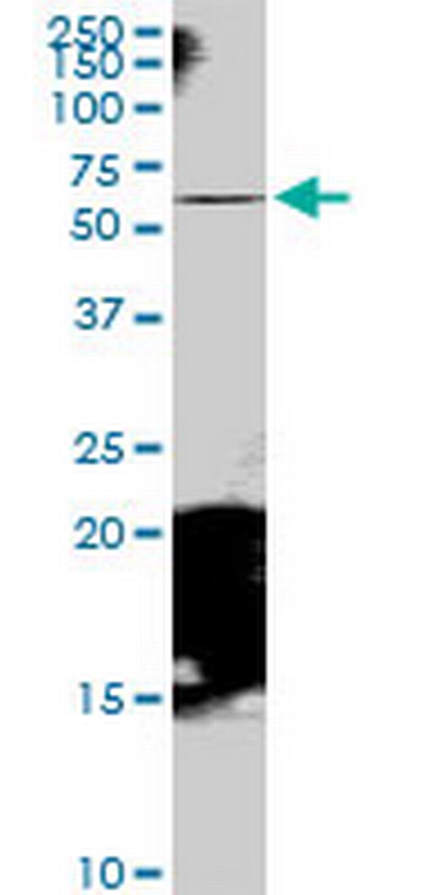 RAB11FIP5 Antibody in Western Blot (WB)