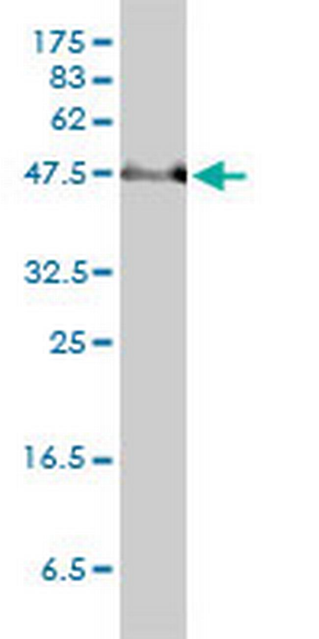 PAI-RBP1 Antibody in Western Blot (WB)