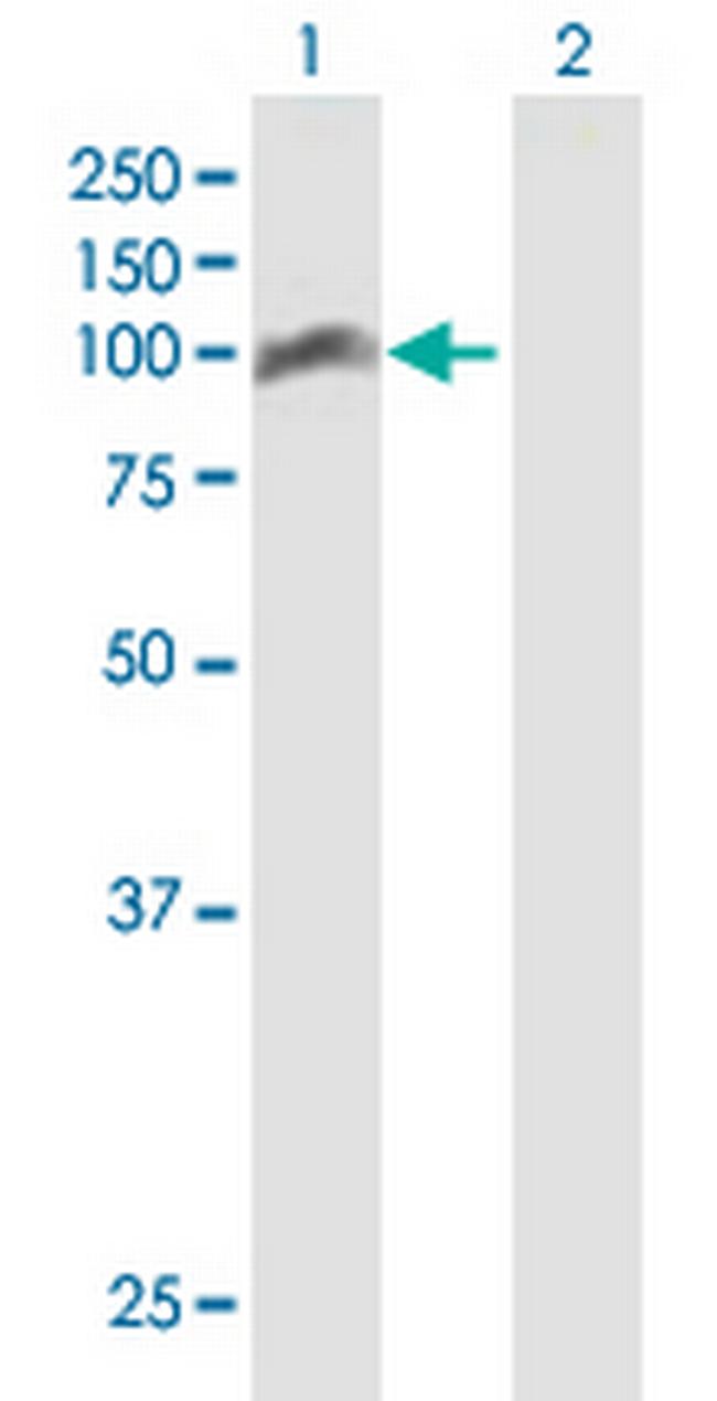 TRAF3IP1 Antibody in Western Blot (WB)