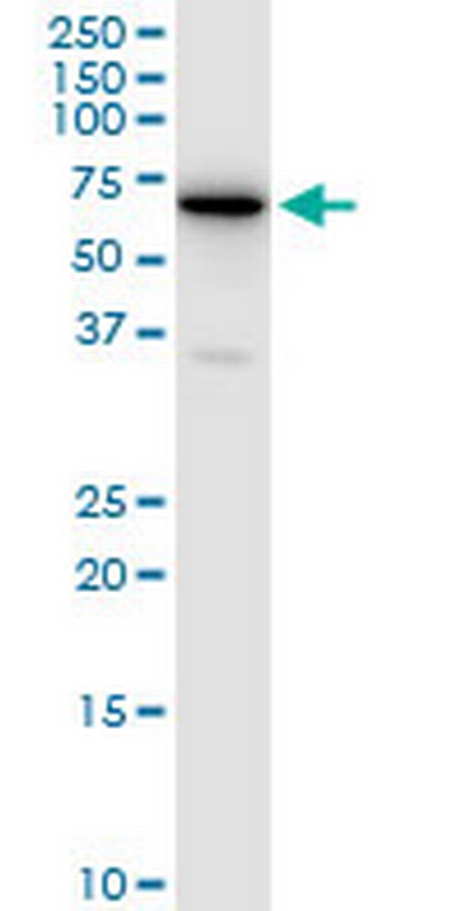 RSL1D1 Antibody in Western Blot (WB)