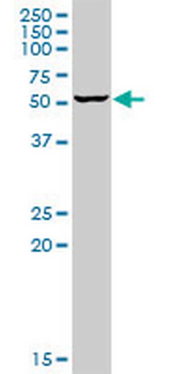 SENP3 Antibody in Western Blot (WB)