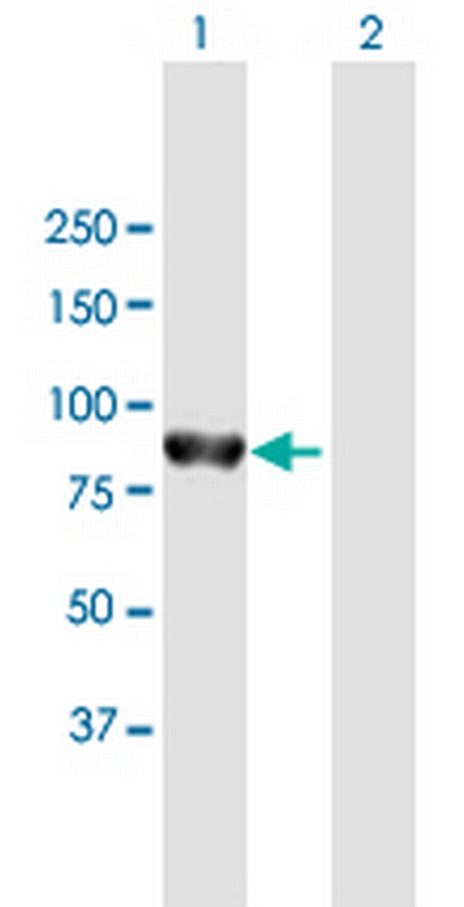 PTPN22 Antibody in Western Blot (WB)