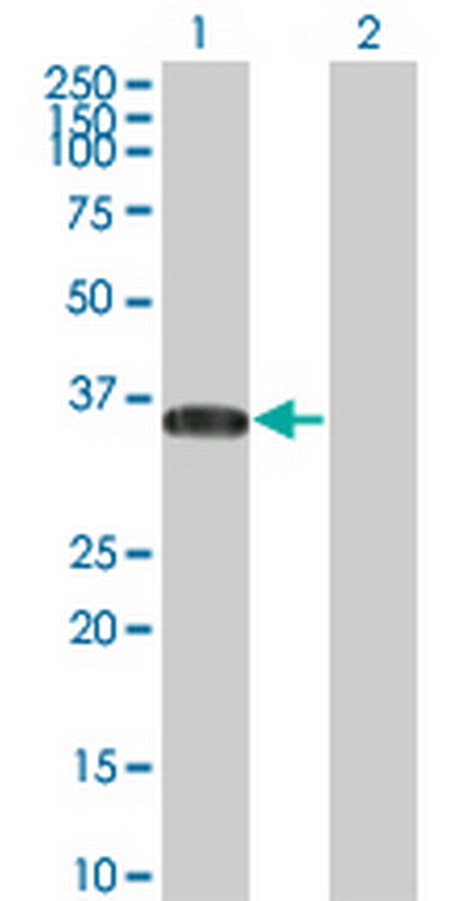 BRDG1 Antibody in Western Blot (WB)