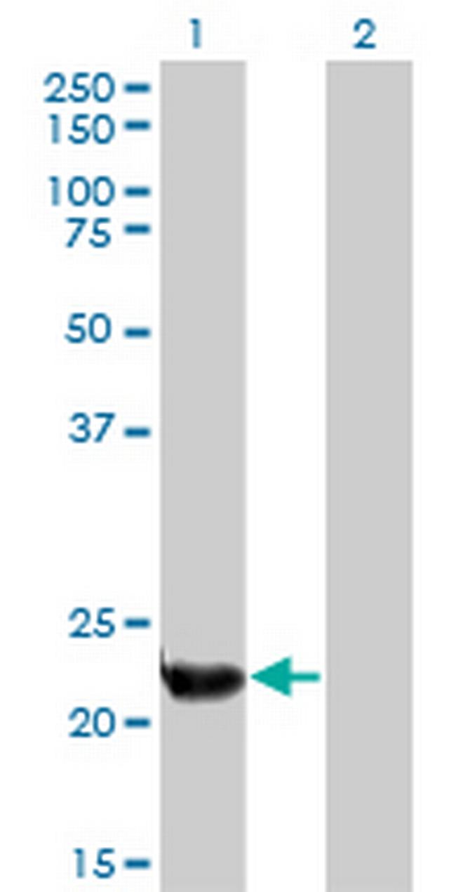 PLDN Antibody in Western Blot (WB)