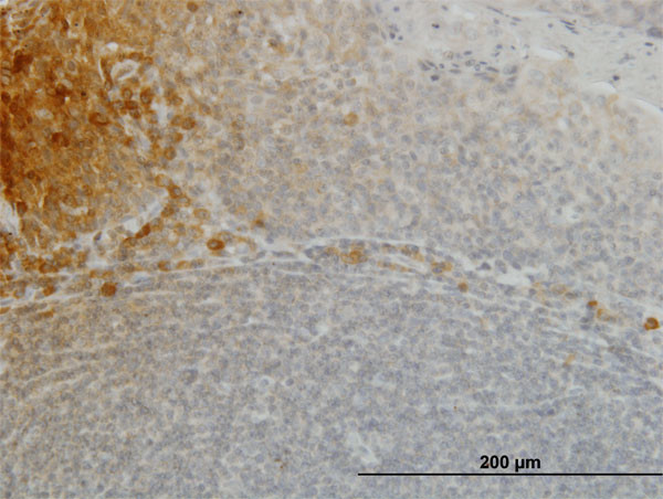 FGF21 Antibody in Immunohistochemistry (Paraffin) (IHC (P))