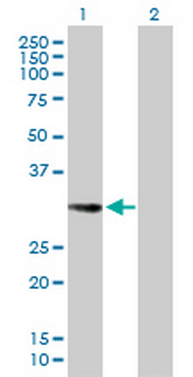 EHF Antibody in Western Blot (WB)