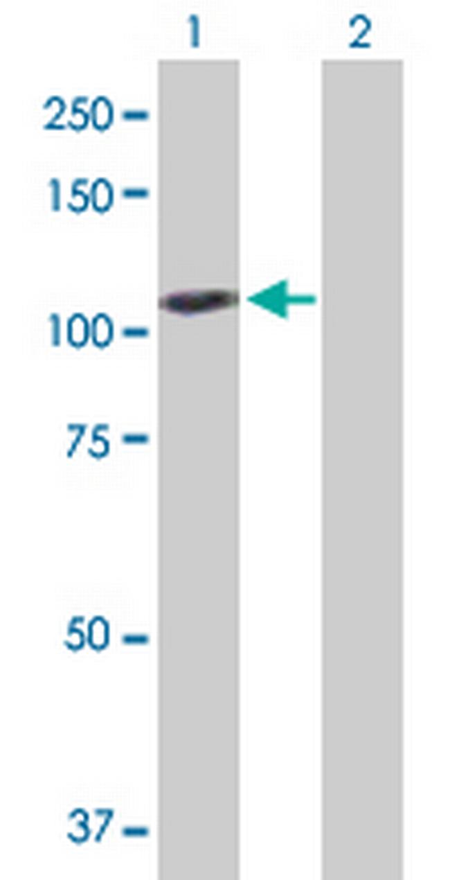 GAPDHS Antibody in Western Blot (WB)