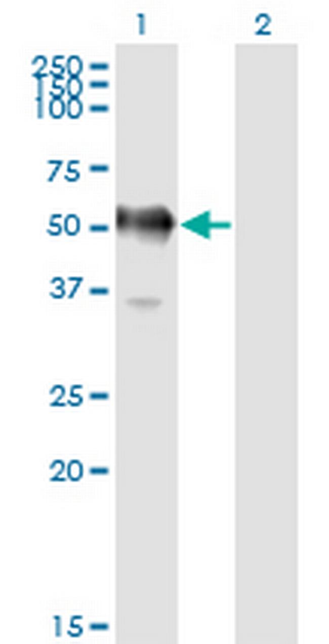 GAPDS Antibody in Western Blot (WB)