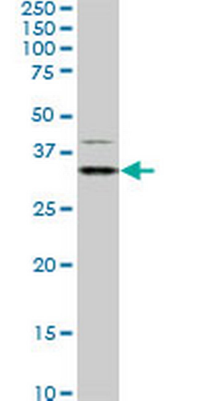 HEYL Antibody in Western Blot (WB)