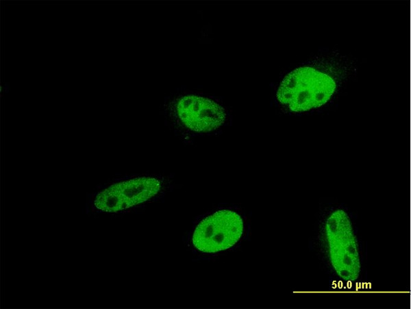 HEYL Antibody in Immunocytochemistry (ICC/IF)