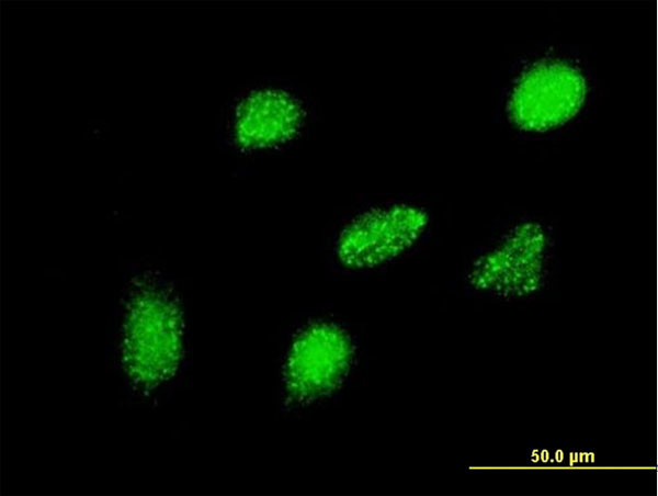 HEYL Antibody in Immunocytochemistry (ICC/IF)