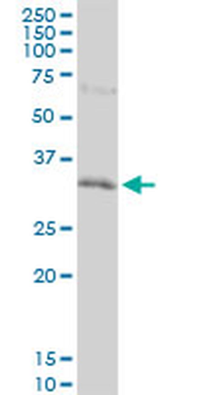 HEYL Antibody in Western Blot (WB)