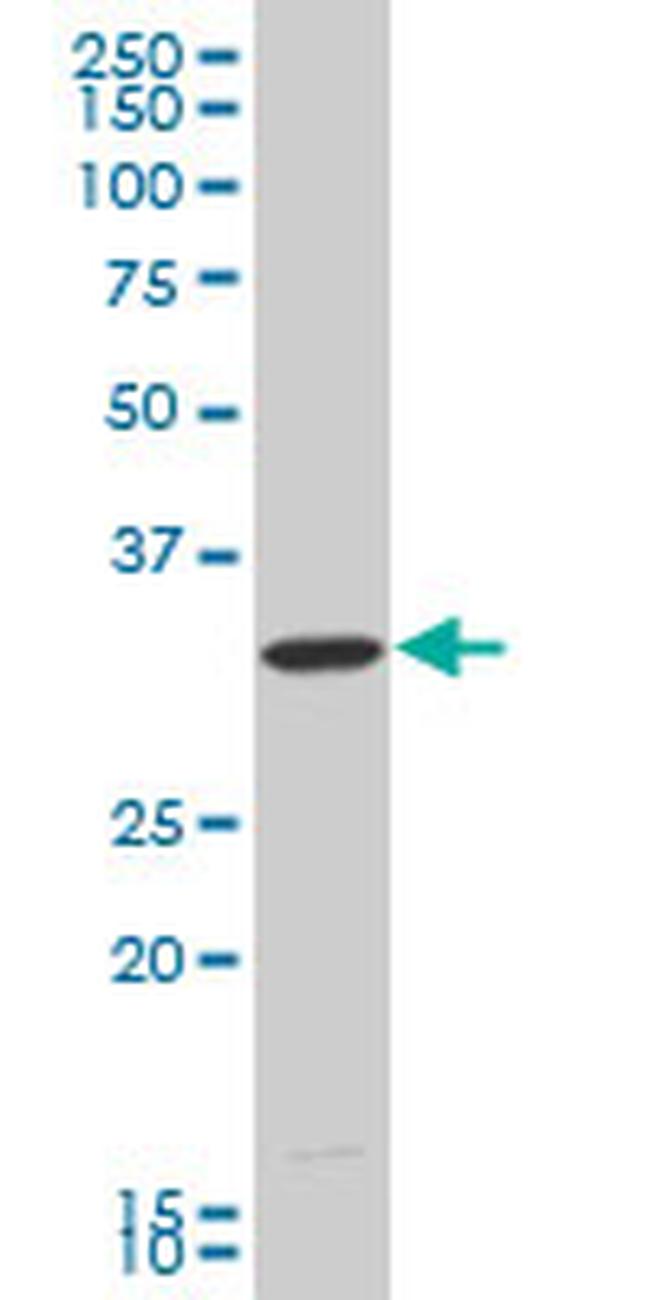 HEYL Antibody in Western Blot (WB)