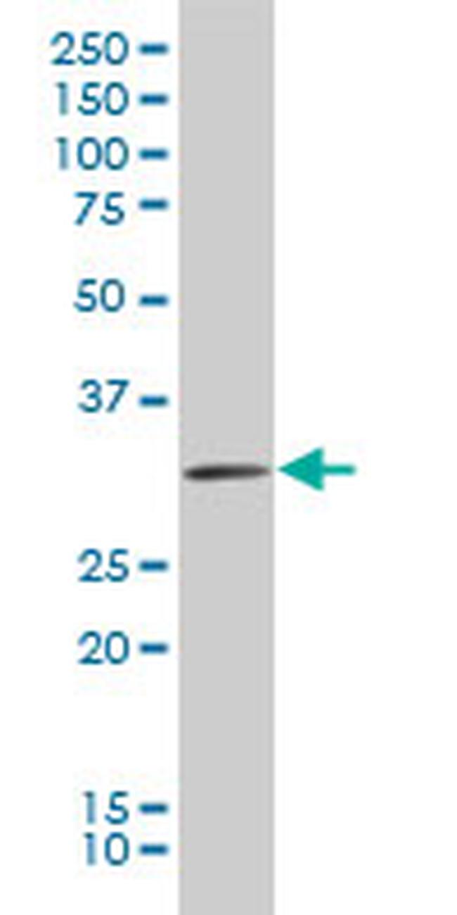 HEYL Antibody in Western Blot (WB)