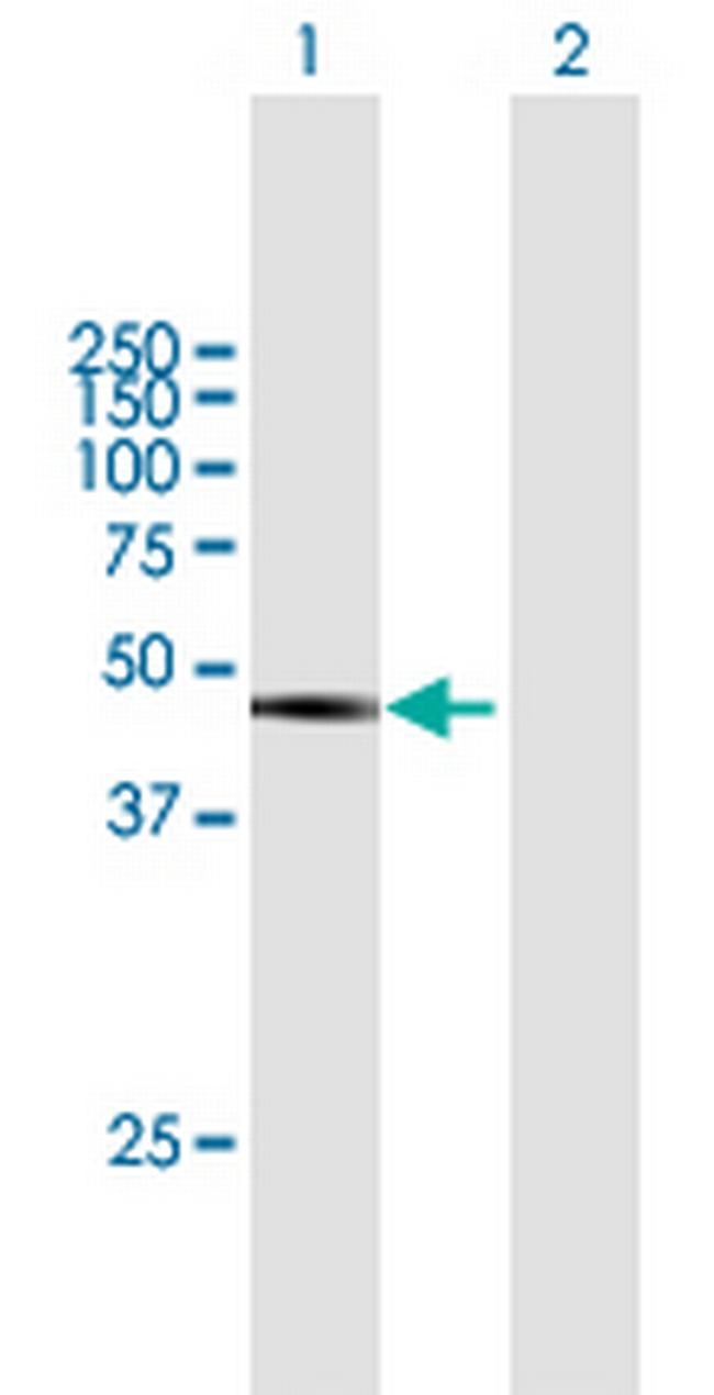 DAZAP1 Antibody in Western Blot (WB)