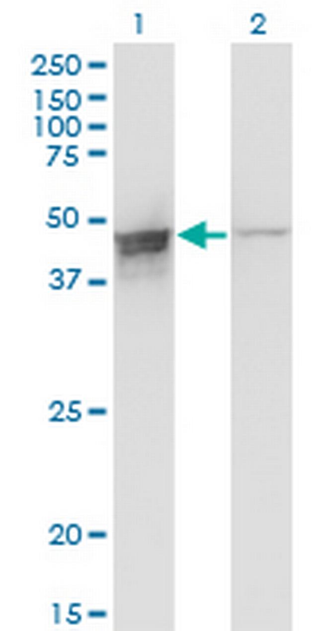 DAZAP1 Antibody in Western Blot (WB)