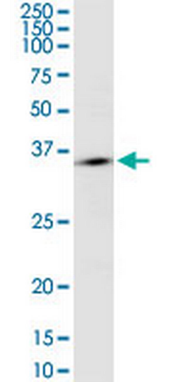 OR10H2 Antibody in Western Blot (WB)