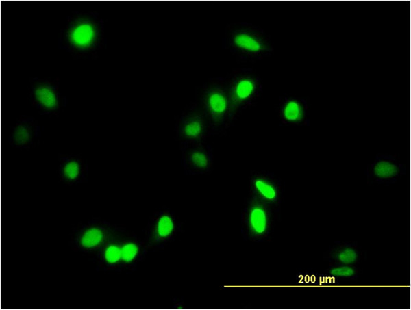 AATF Antibody in Immunocytochemistry (ICC/IF)