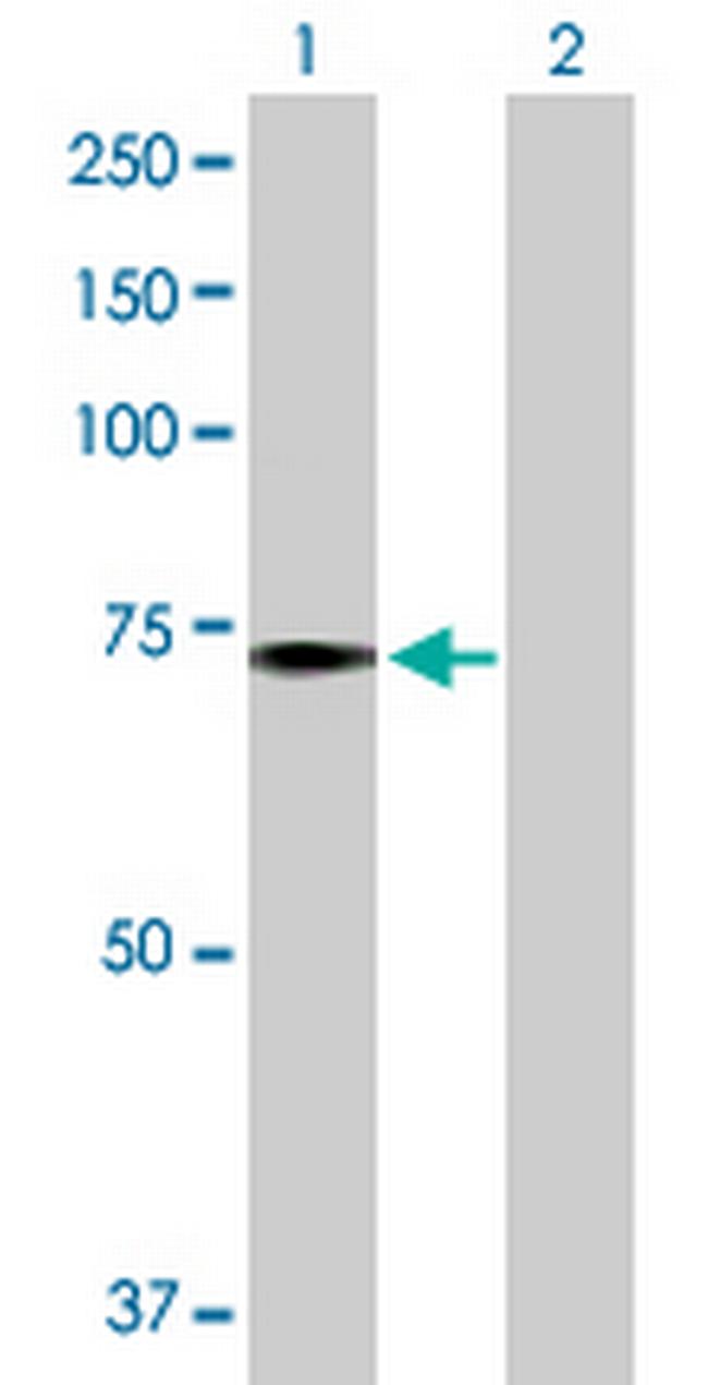 PABPC1 Antibody in Western Blot (WB)