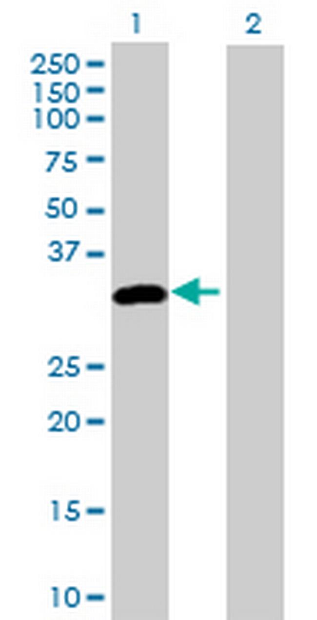 DAPP1 Antibody in Western Blot (WB)