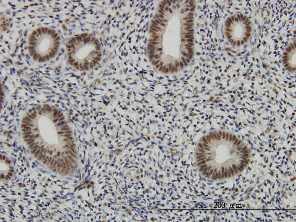 AFF4 Antibody in Immunohistochemistry (Paraffin) (IHC (P))