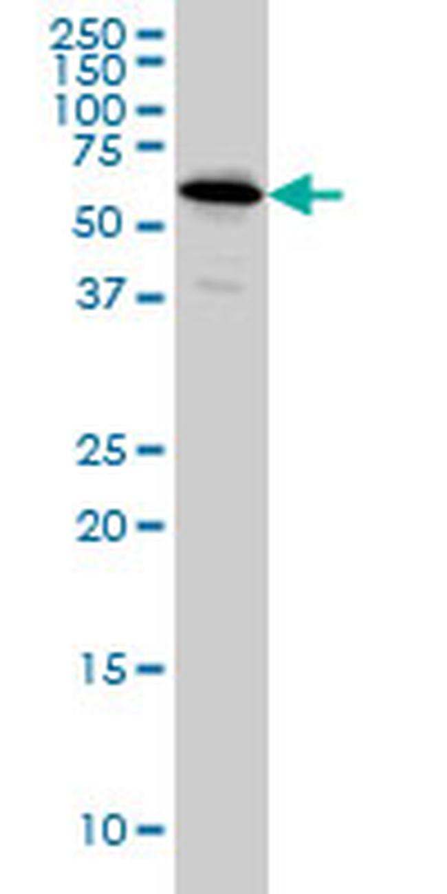 NDOR1 Antibody in Western Blot (WB)