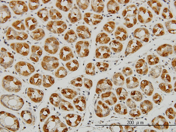 EIF2C2 Antibody in Immunohistochemistry (Paraffin) (IHC (P))