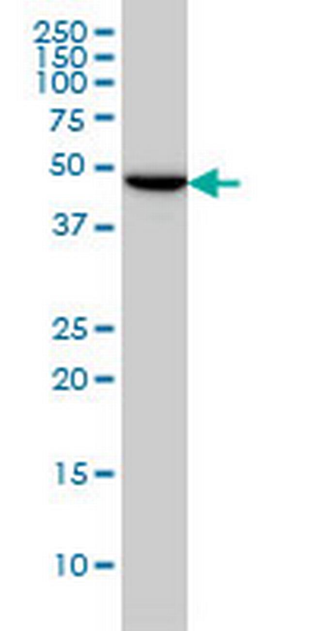 TUBG2 Antibody in Western Blot (WB)