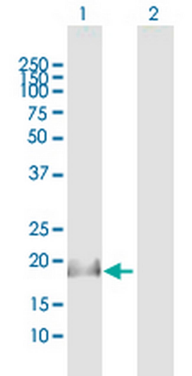 IL17C Antibody in Western Blot (WB)