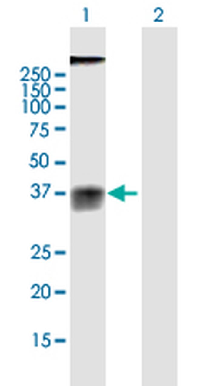 GPR77 Antibody in Western Blot (WB)
