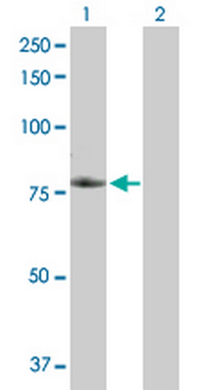 TNFRSF21 Antibody in Western Blot (WB)