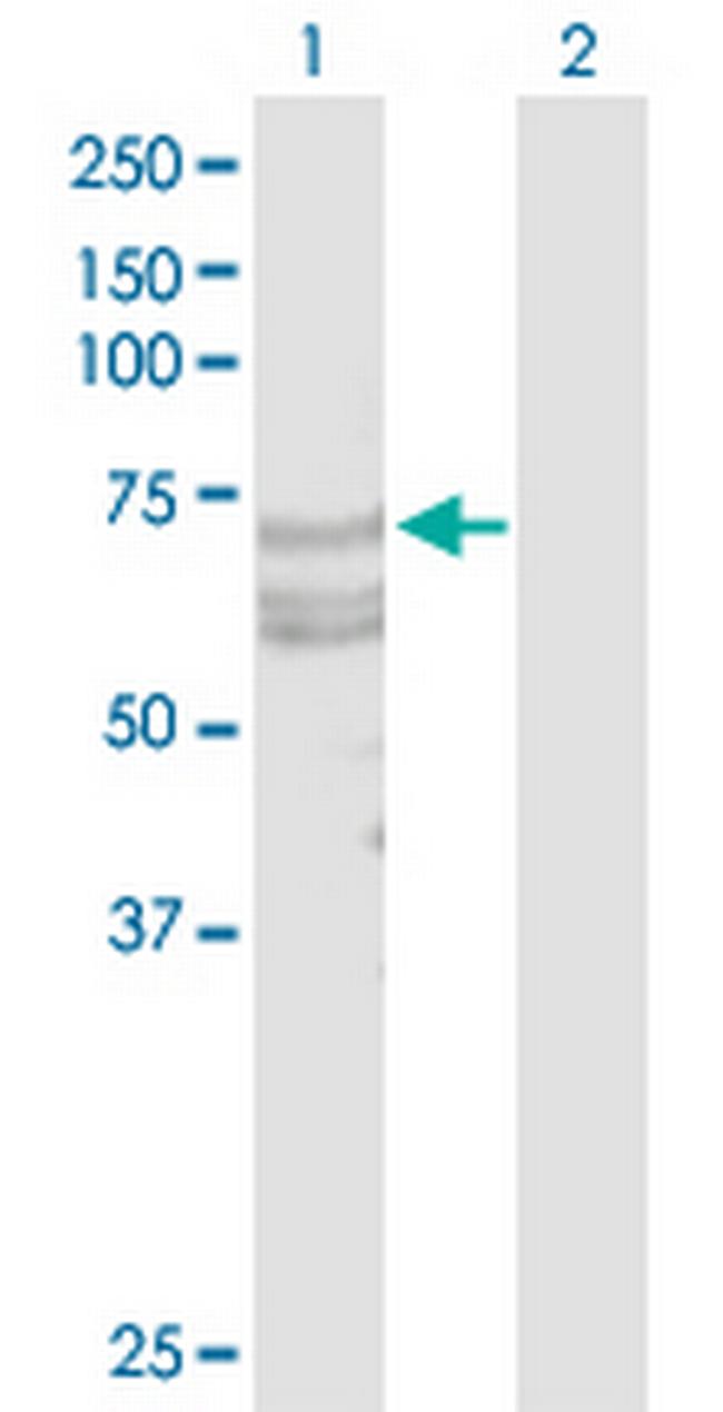 TNFRSF21 Antibody in Western Blot (WB)