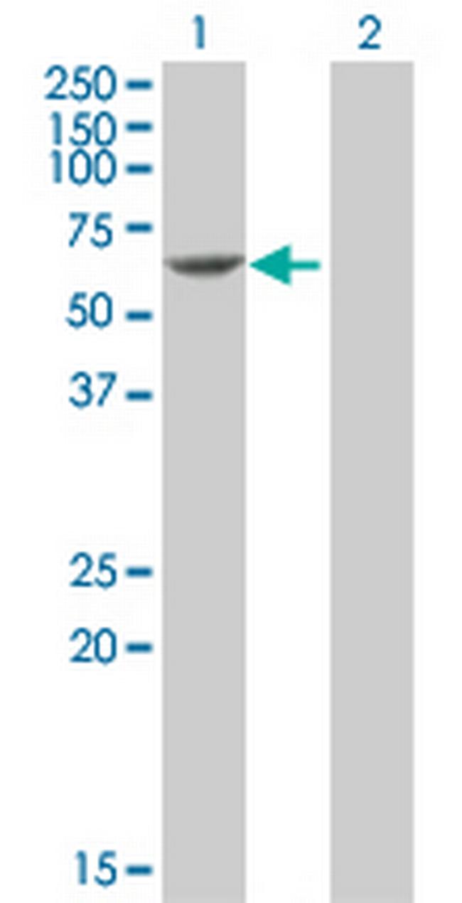 PDCD4 Antibody in Western Blot (WB)