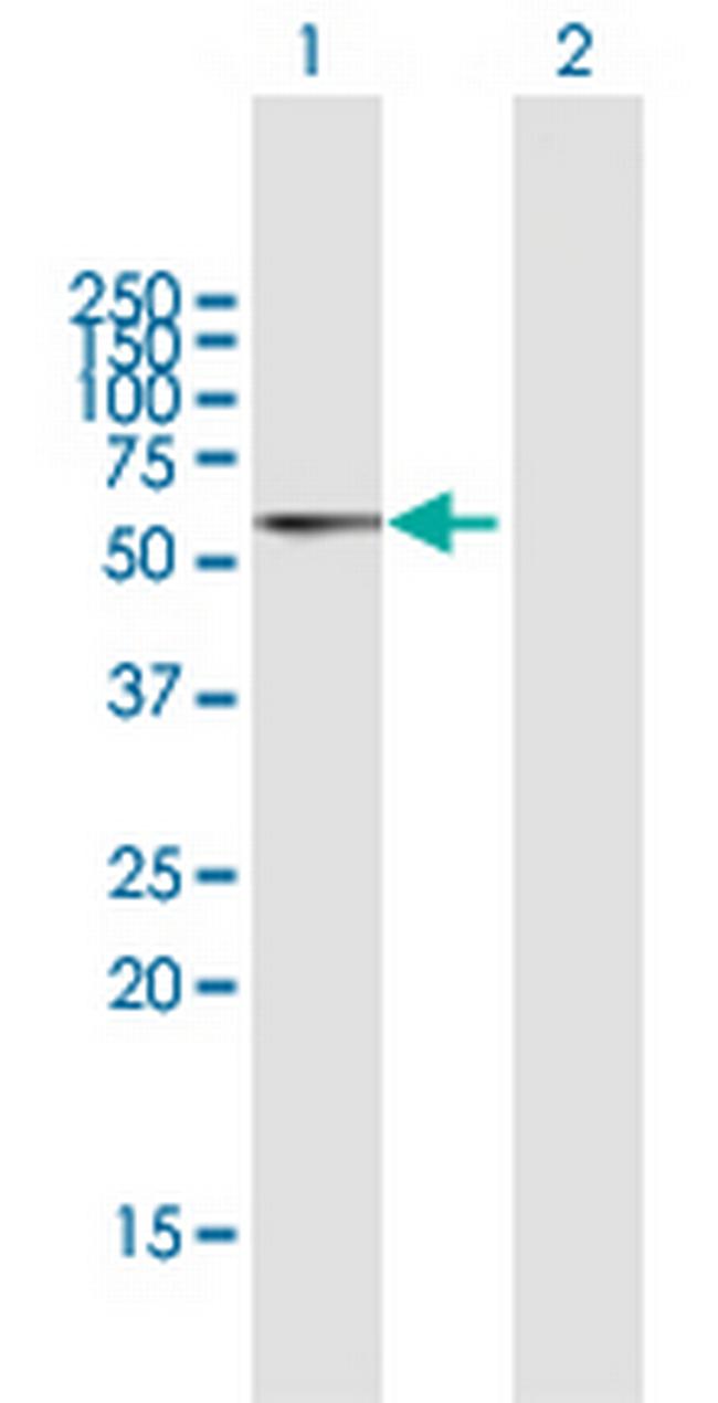 PDCD4 Antibody in Western Blot (WB)