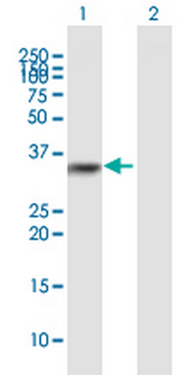 HSA9761 Antibody in Western Blot (WB)