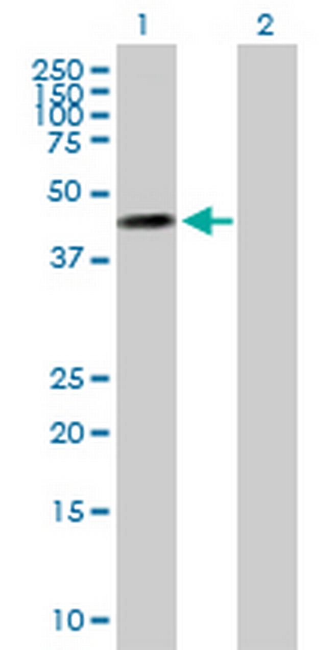 MOCS3 Antibody in Western Blot (WB)