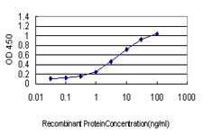 HTRA2 Antibody in ELISA (ELISA)