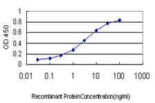 HTRA2 Antibody in ELISA (ELISA)