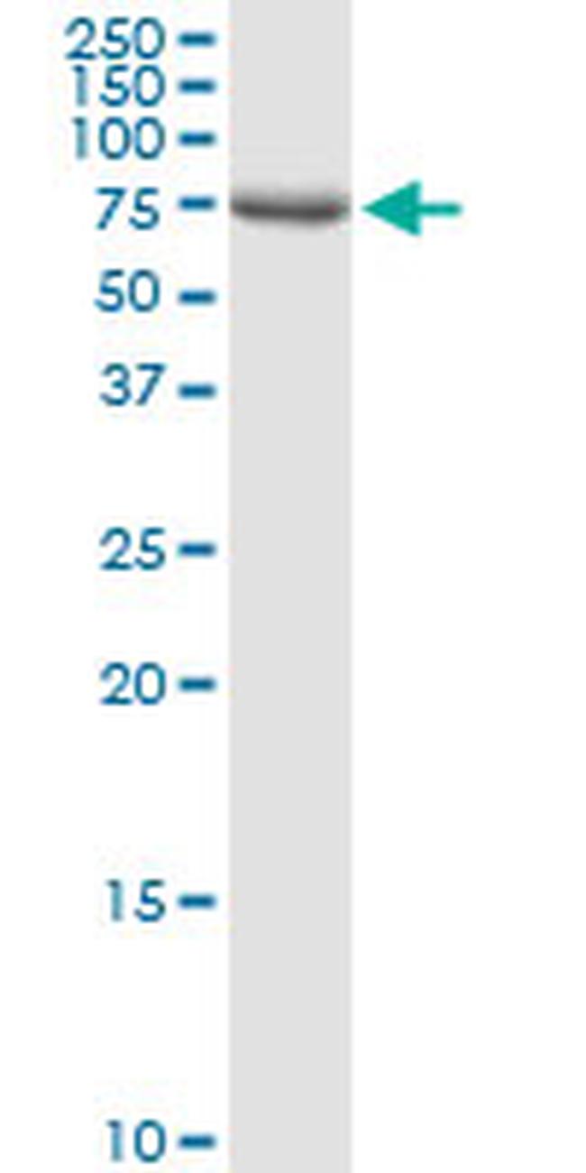 DLL1 Antibody in Western Blot (WB)