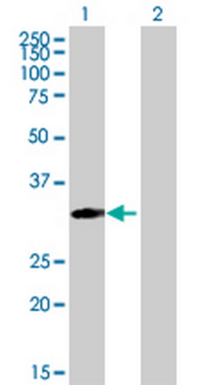 MRPS18B Antibody in Western Blot (WB)