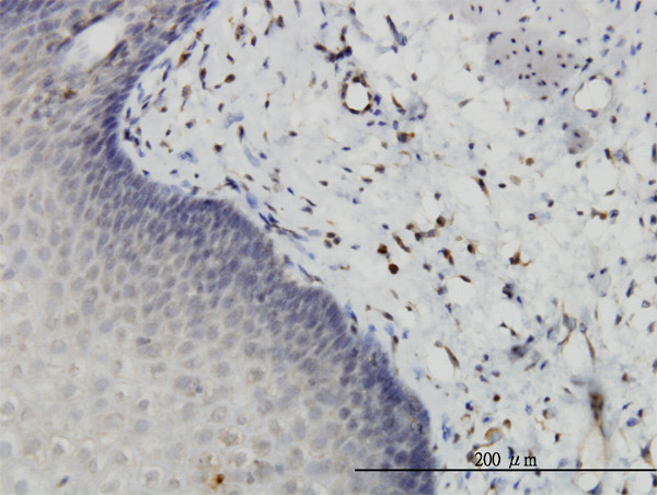 HIPK2 Antibody in Immunohistochemistry (Paraffin) (IHC (P))