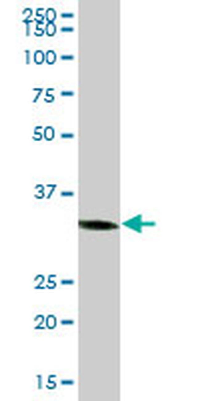 C1GALT1C1 Antibody in Western Blot (WB)