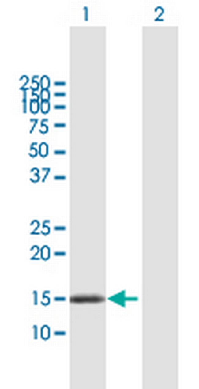 DNAJC15 Antibody in Western Blot (WB)