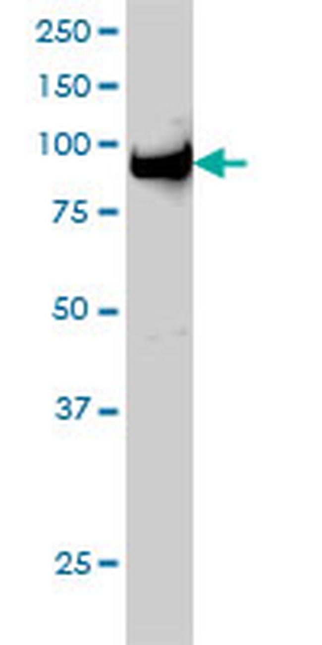 UHRF1 Antibody in Western Blot (WB)