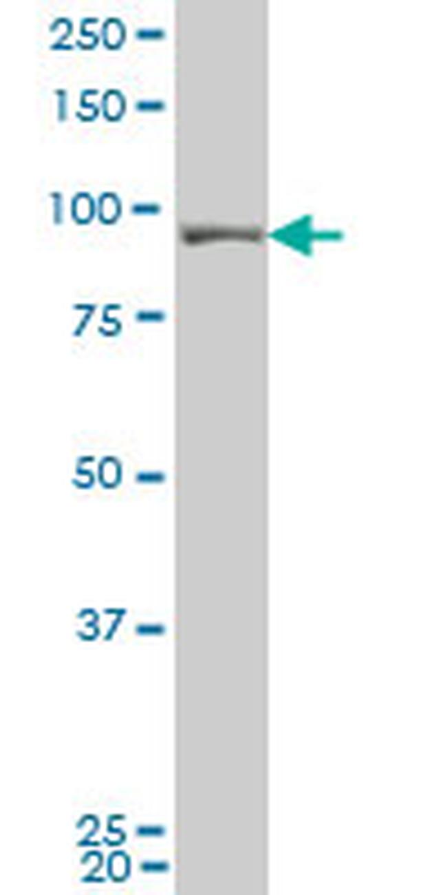 UHRF1 Antibody in Western Blot (WB)