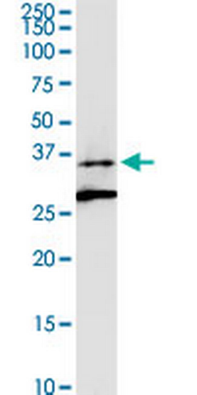 ALG5 Antibody in Western Blot (WB)